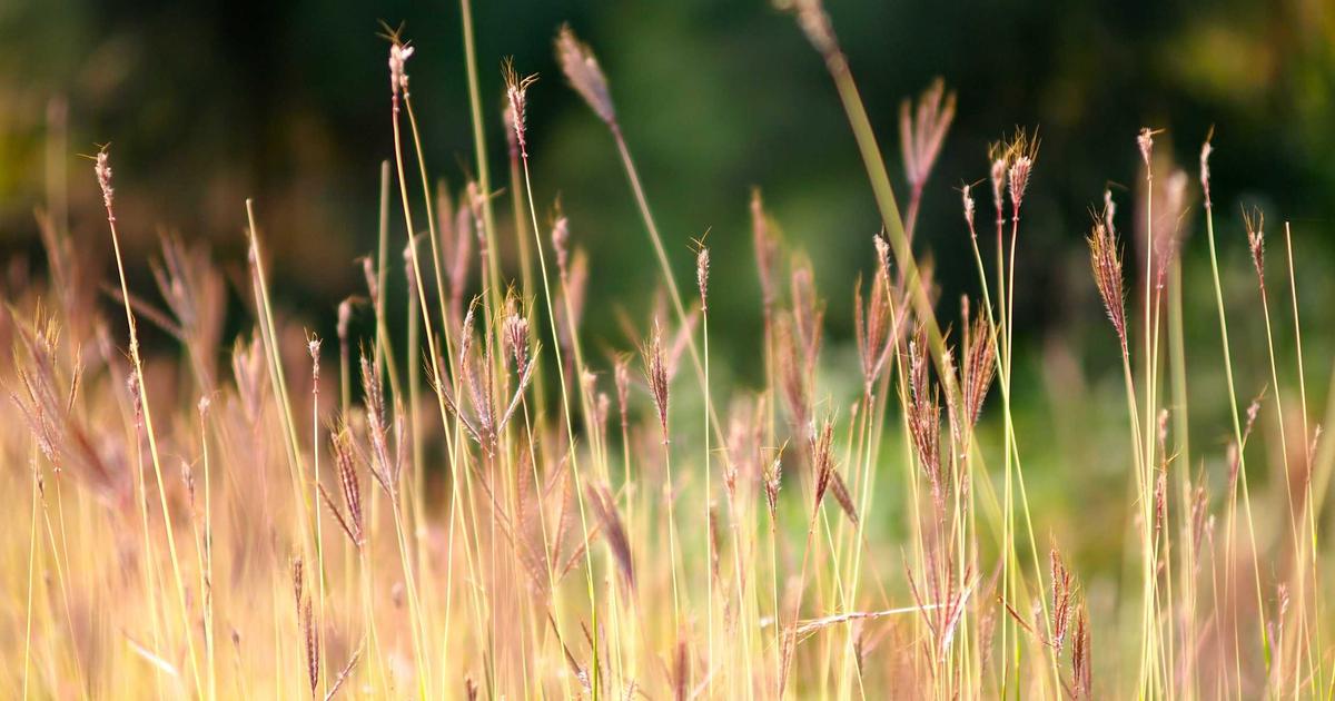 WPS vs Word：专业办公文档的高效使用技巧与快捷键指南 - WPS vs Word